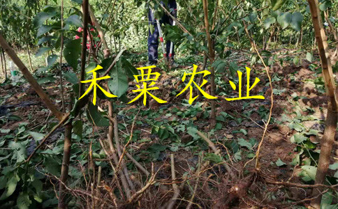 十堰鳳凰李樹苗示范基地。鳳凰李樹苗種植基地