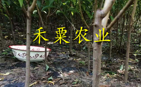湖北孝感哪里有鳳凰苗批發(fā)｜、苗圃鳳凰李子苗產(chǎn)地。