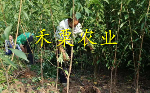 廣元鳳凰李苗補肥技術(shù)。鳳凰李苗新品種