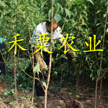山西鳳凰李子苗新品種。鳳凰李子苗生產(chǎn)基地