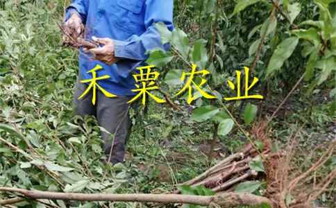 汶川凤凰李苗种植基地-_-汶川5cm凤凰李苗价格