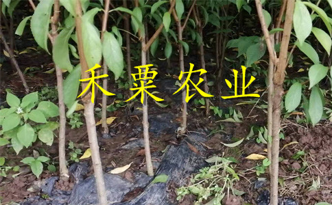 江蘇鳳凰李子樹苗晚熟批發(fā)。鳳凰李子樹苗供應
