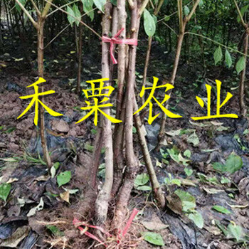 浙江早熟鳳凰李苗種植成活率高。早熟鳳凰李苗批發(fā)價格