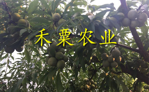 汶川早熟鳳凰李樹苗可數(shù)倍盈利。早熟鳳凰李樹苗供應(yīng)