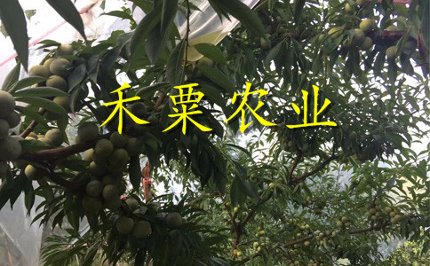 四川鳳凰李子樹苗出售-_-四川五月脆李苗價格。