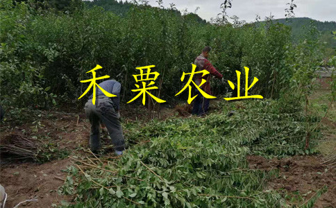 廣元鳳凰李樹苗3公分價(jià)格。鳳凰李樹苗新品種