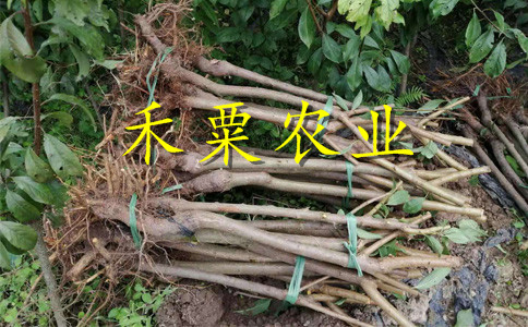 四川瀘州李子苗供應__次年掛果李子樹苗價格低。