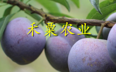 云南玉溪李子苗多少錢一根苗__極早熟李子樹苗批發(fā)價格。