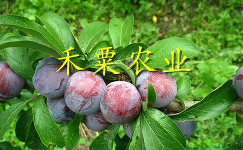 云南昆明李子苗批發(fā)__3公分李子樹苗廠家。