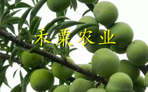 重慶開縣李子苗新品種介紹__零售李子樹苗栽培技術與管理。