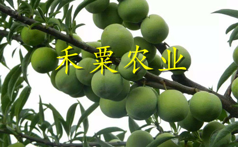 貴州銅仁李子苗批發(fā)哪家好__李子樹苗種植技術。