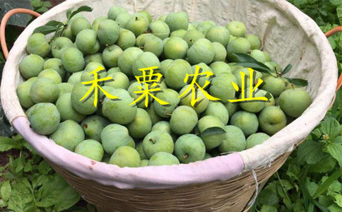 廣西桂林李子苗供應__特早熟李子樹苗新品種價格。