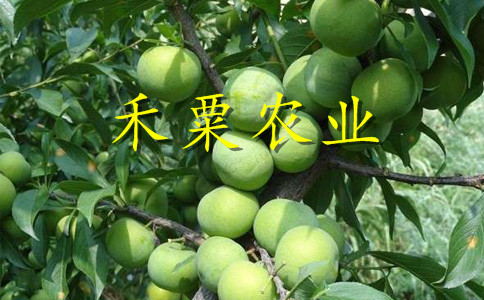 湖北潛江李子苗多少錢一根苗__2020李子樹苗種植技術(shù)。