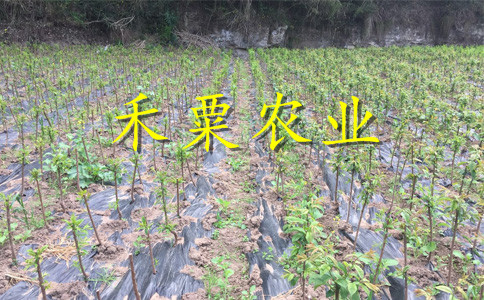 重庆李子苗木基地__李子树苗基地报价。