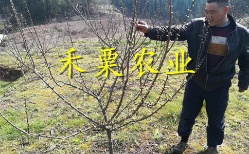 貴州黔西南李子苗多少錢(qián)一根苗__1-5公分李子樹(shù)苗新品種價(jià)格。