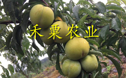 貴州銅仁李子苗批發(fā)哪家好__李子樹苗種植技術。