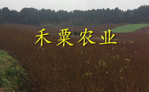 新疆李子苗供應(yīng)商__2公分李子樹苗繁育基地。