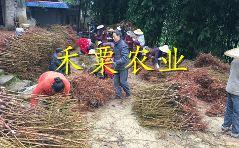 湖北鄂州李子苗基地__早熟李子樹苗幾年結(jié)果。