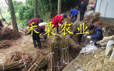 重慶開縣李子苗新品種介紹__零售李子樹苗栽培技術與管理。