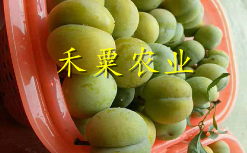 湖南湘西李子苗供應(yīng)商__極早熟李子樹苗批發(fā)價(jià)格。