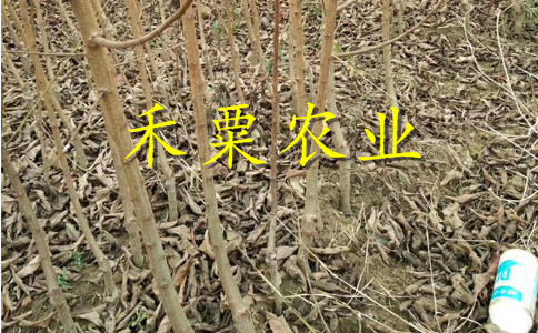 重庆璧山李子苗价格__极晚熟李子树苗几年结果。