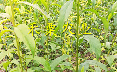 湖北仙桃李子苗基地__離核李子樹苗種植幾年能掛果？