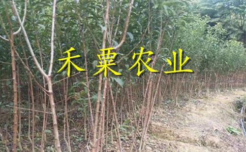 湖北荊門李子苗供應(yīng)商__批發(fā)李子樹苗培育基地。