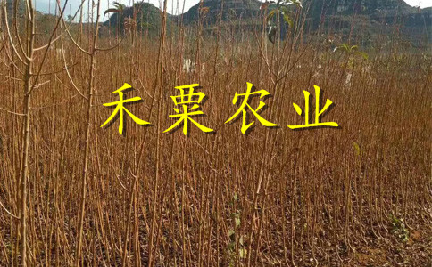 貴州黔南哪里有李子苗批發(fā)__晚熟李子樹苗李子樹苗種植時間。