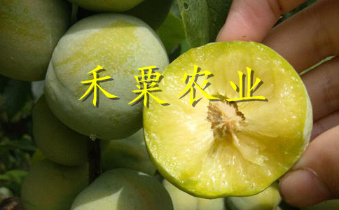 湖南永州李子苗多少錢一根苗__3年李子樹(shù)苗價(jià)格低。