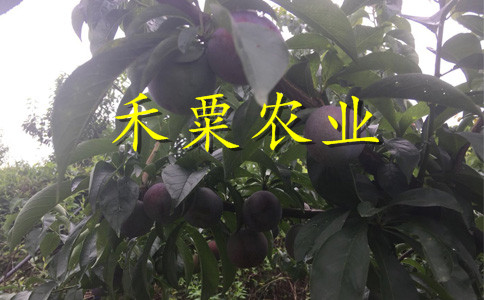 四川李子苗哪里有賣__極早熟李子樹苗繁育基地。