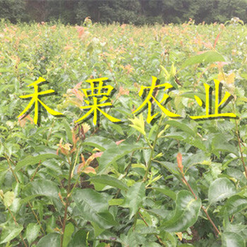 湖北潛江李子苗多少錢一根苗__2020李子樹苗種植技術(shù)。