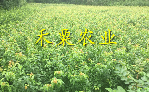 山西李子苗供應(yīng)商__1-5公分李子樹苗新品種價格。