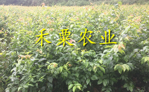 四川瀘州李子苗報價__批發(fā)李子樹苗李子樹苗種植時間。