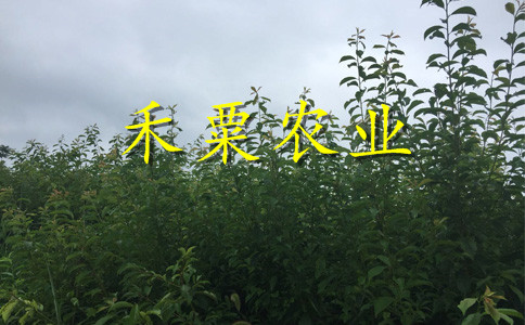貴州李子苗新品種價格__成活率高李子樹苗繁育基地。