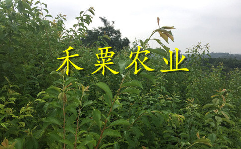 四川樂山李子苗批發(fā)__產(chǎn)量高李子樹苗廠家。