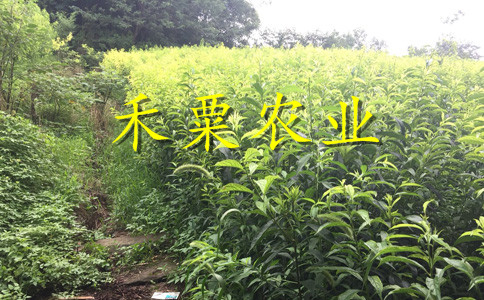 云南昆明李子苗批發(fā)__3公分李子樹苗廠家。