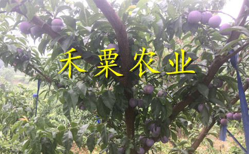 廣西桂林李子苗供應__特早熟李子樹苗新品種價格。