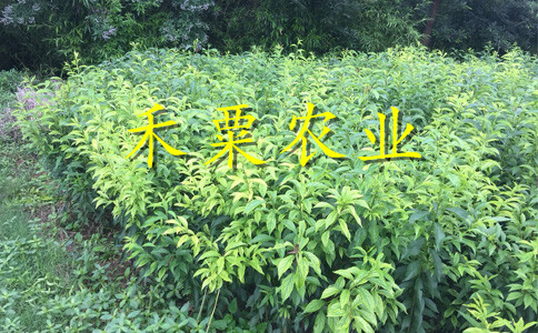 湖南永州李子苗基地__特早熟李子樹苗新品種價格。