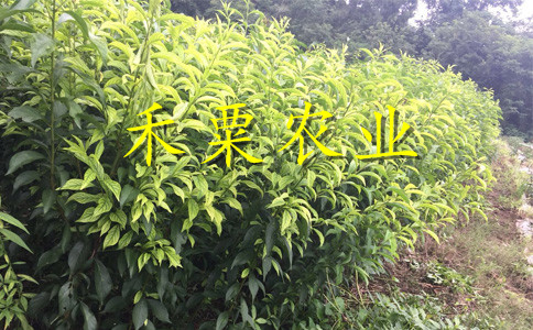 廣西桂林李子苗供應__特早熟李子樹苗新品種價格。