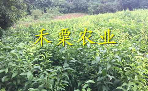 浙江李子苗新品種介紹__2年李子樹苗栽培技術(shù)與管理。