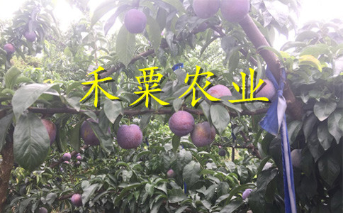 重慶豐都李子苗供應(yīng)商__2年李子樹苗栽培技術(shù)與管理。