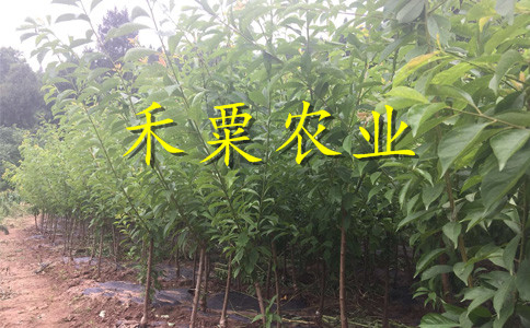 湖南株洲李子苗基地__成活率高李子樹(shù)苗繁育基地。