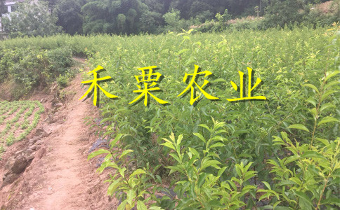山西李子苗供應(yīng)商__1-5公分李子樹苗新品種價格。