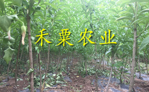 貴州銅仁李子苗批發(fā)哪家好__李子樹苗種植技術。