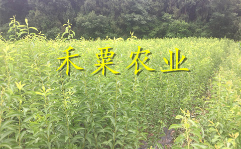 浙江李子苗新品種介紹__2年李子樹苗栽培技術(shù)與管理。