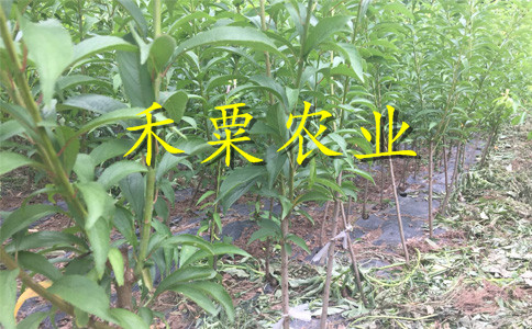 廣西桂林李子苗供應__特早熟李子樹苗新品種價格。
