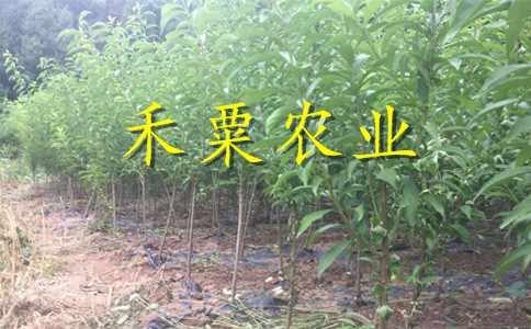 湖北仙桃李子苗基地__離核李子樹苗種植幾年能掛果？