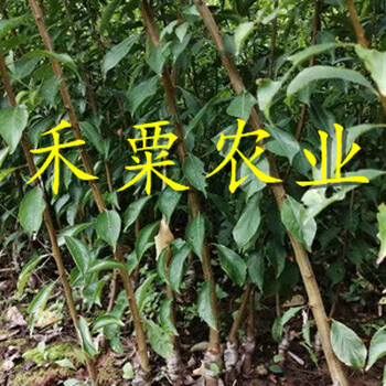 新疆李子苗供應(yīng)商__2公分李子樹苗繁育基地。