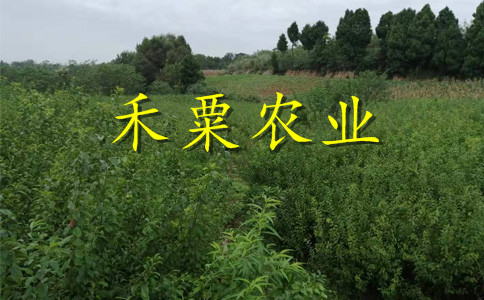 重慶云陽李子苗新品種介紹__2公分李子樹苗繁育基地。