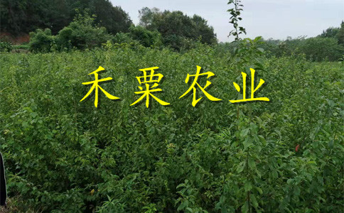 四川資陽李子苗多少錢一棵__1-3年李子樹苗什么時(shí)候移栽好？